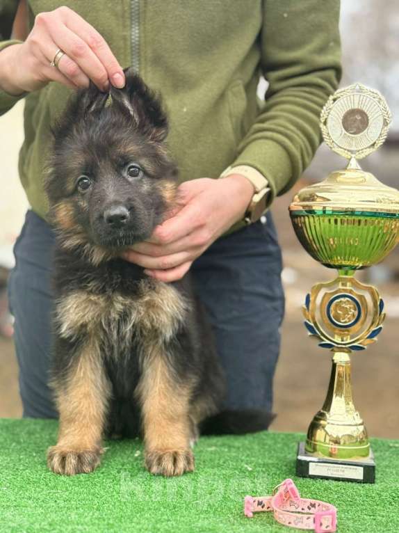 Собаки в Кургане: Немецкая овчарка длинношерстная щенок Девочка, 50 000 руб. - фото 3
