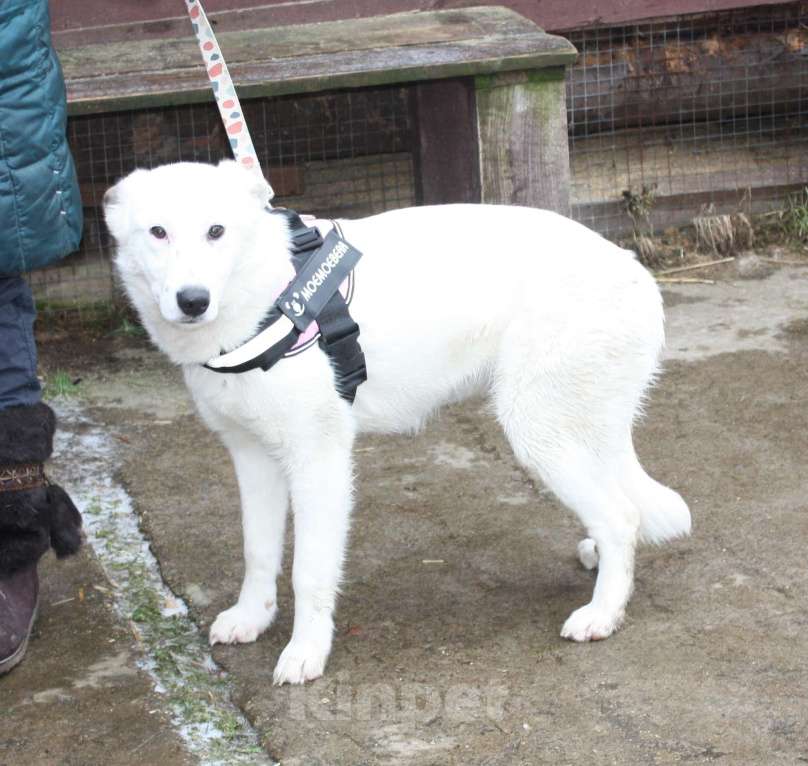 Собаки в Москве: Ласковая , молоденькая девочка Мия ждет свою родную семью! Девочка, Бесплатно - фото 5