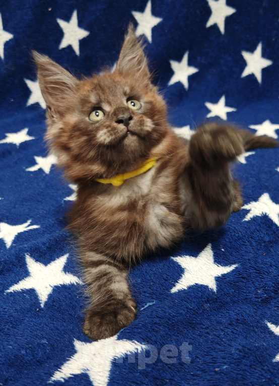 Кошки в Москве: Лапуля чёрный дым Мальчик, 25 000 руб. - фото 2