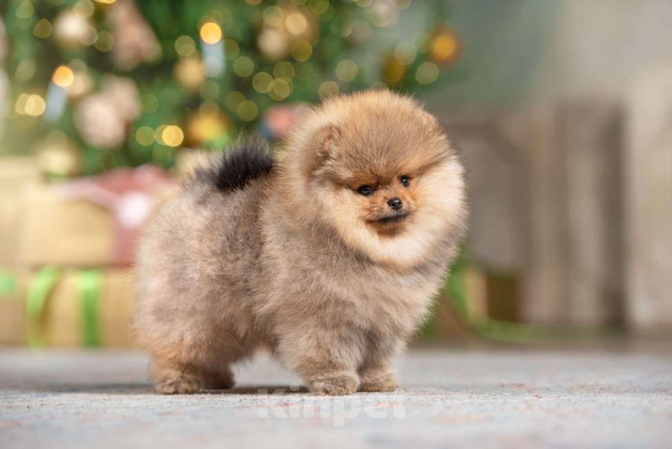 Собаки в Москве: Померанцы медвежьего типа мальчик и девочка  Девочка, Бесплатно - фото 5