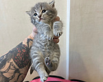 Кошки в Волгограде: Отдаю котят в добрые руки Девочка, Бесплатно - фото 4