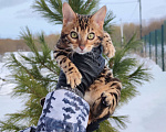 Кошки в Москве: Бенгальский котик Грей Мальчик, 50 000 руб. - фото 4