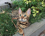 Кошки в Краснодаре: Бенгал на вязку, 3 000 руб. - фото 3