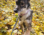 Собаки в Москве: Скромница Лесси ищет новый дом Девочка, Бесплатно - фото 4