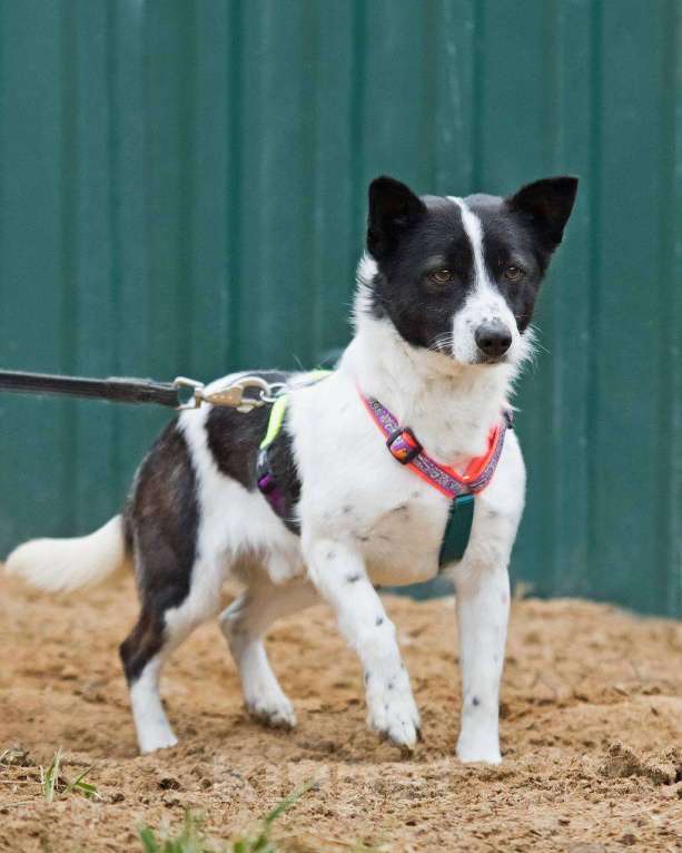 Собаки в других городах Московской области: Лукас, малыш в добрые руки Мальчик, Бесплатно - фото 4