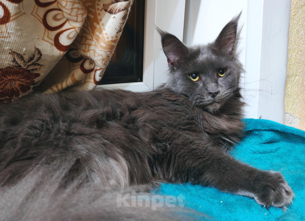 Кошки в Воронеже: Кошечка для любви Девочка, 25 000 руб. - фото 3