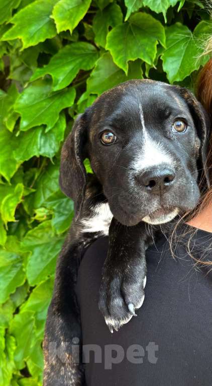 Собаки в Приморско-Ахтарске: Щенки кане корсо  Мальчик, 15 000 руб. - фото 3