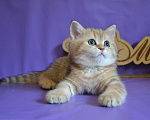 Кошки в Зеленограде: Прямоухий шотландец - Тигр Мальчик, 25 000 руб. - фото 5