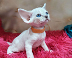 Кошки в Горячем Ключе: Котенок Девон рекс мальчик с голубыми глазами Мальчик, 60 000 руб. - фото 1