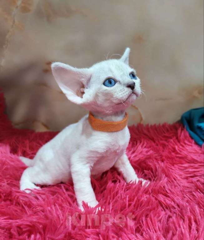 Кошки в Горячем Ключе: Котенок Девон рекс мальчик с голубыми глазами Мальчик, 60 000 руб. - фото 1