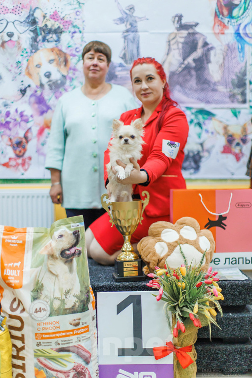 Собаки в Волгограде: Щенки чихуахуа Девочка, Бесплатно - фото 4
