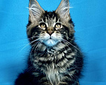 Кошки в Дедовске: Кот Мейн-Кун из питомника Мальчик, 60 000 руб. - фото 2