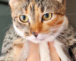 Кошки в Москве: Трехцветная кошечка Варя в добрые руки Девочка, Бесплатно - фото 5