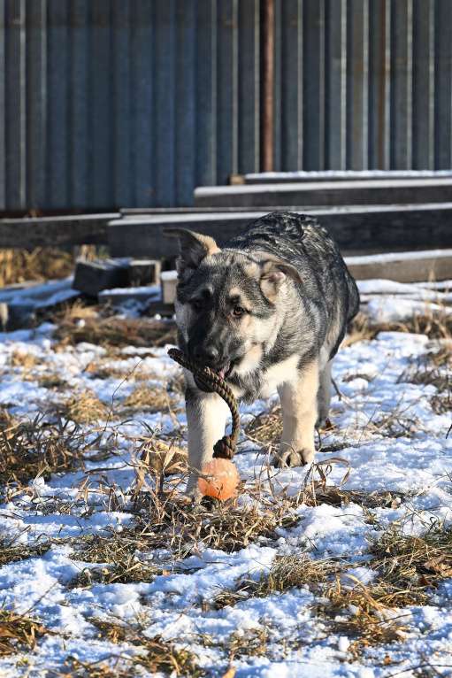 Собаки в Москве: Восточноевропейская овчарка щенки  Мальчик, 60 000 руб. - фото 4