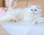 Кошки в Владивостоке: Британский котёнок. Длинношерстный поинт Девочка, 150 000 руб. - фото 5