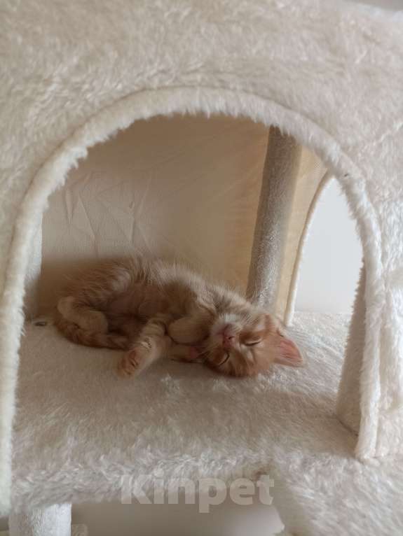 Кошки в Воронеже: Рыжие котята Мальчик, Бесплатно - фото 8