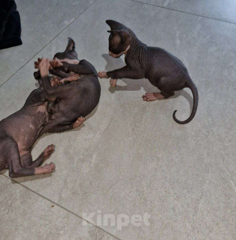 Кошки в Владивостоке: Канадский сфинкс, котенок Мальчик, Бесплатно - фото 6