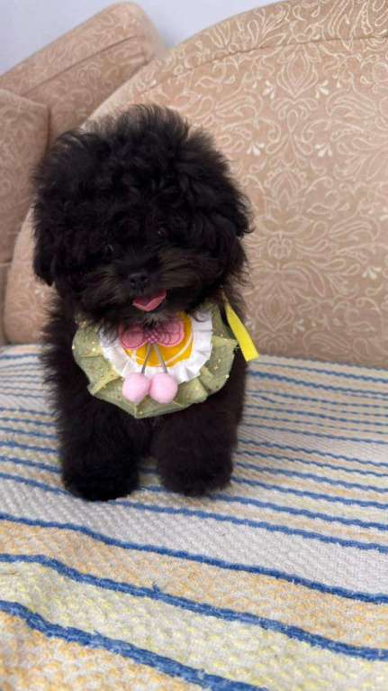 Собаки в Воронеже: Очаровательная девочка мальтипу( помапу) Девочка, 60 000 руб. - фото 1