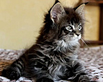 Кошки в Краснодаре: Котёнок Мейн-кун, окрас мрамор Мальчик, Бесплатно - фото 1
