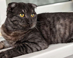 Кошки в Москве: Шотландский вислоухий котенок девочка ищет дом Девочка, Бесплатно - фото 2