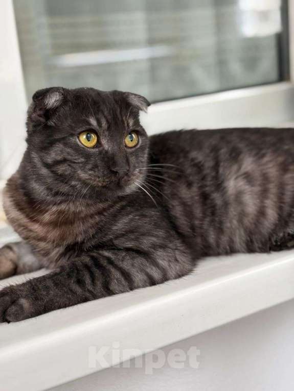 Кошки в Москве: Шотландский вислоухий котенок девочка ищет дом Девочка, Бесплатно - фото 2