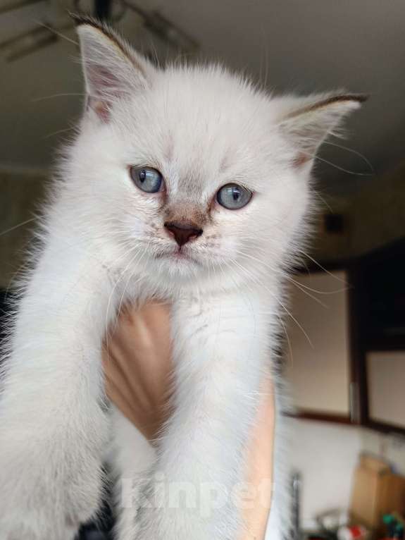 Кошки в Ростове-на-Дону: Мальчик 2 Мальчик, 13 000 руб. - фото 1