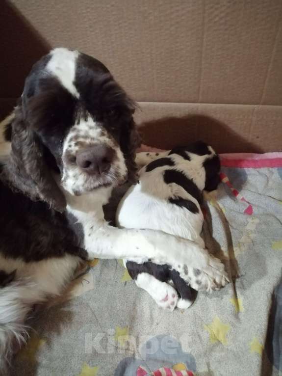 Собаки в Ярцево: Девочка для Обожания!!! Девочка, 55 000 руб. - фото 7