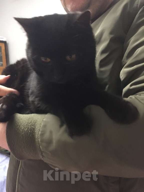 Кошки в Краснодаре: Кошечка в добрые руки Девочка, Бесплатно - фото 5