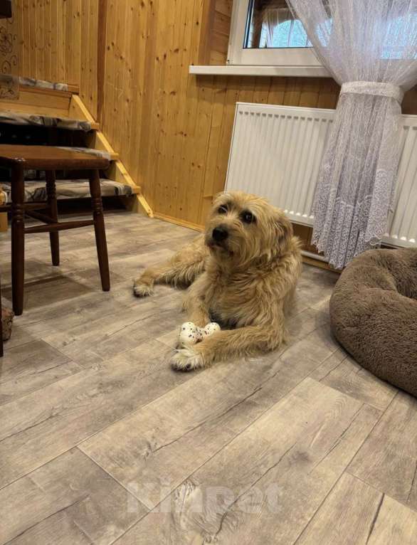 Собаки в Москве: Замечательная Лиза в добрые руки.  Девочка, Бесплатно - фото 5