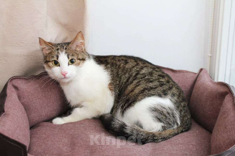 Кошки в Москве: КИКИ — нежная кошечка с глазами цвета весны 💚 Девочка, Бесплатно - фото 7