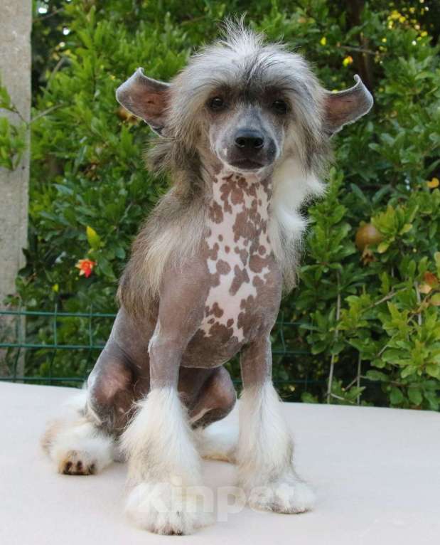 Собаки в Феодосии: Голая девочка китайской хохлатой собачки Девочка, Бесплатно - фото 6