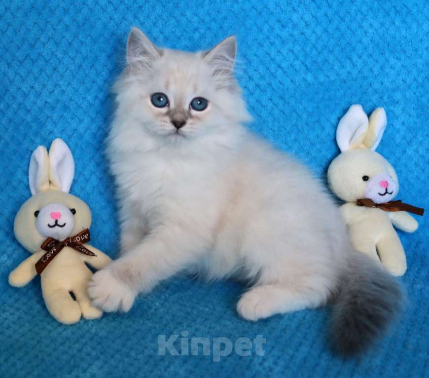 Кошки в Москве: Синеглазая кошечка Дейла Девочка, 50 000 руб. - фото 3