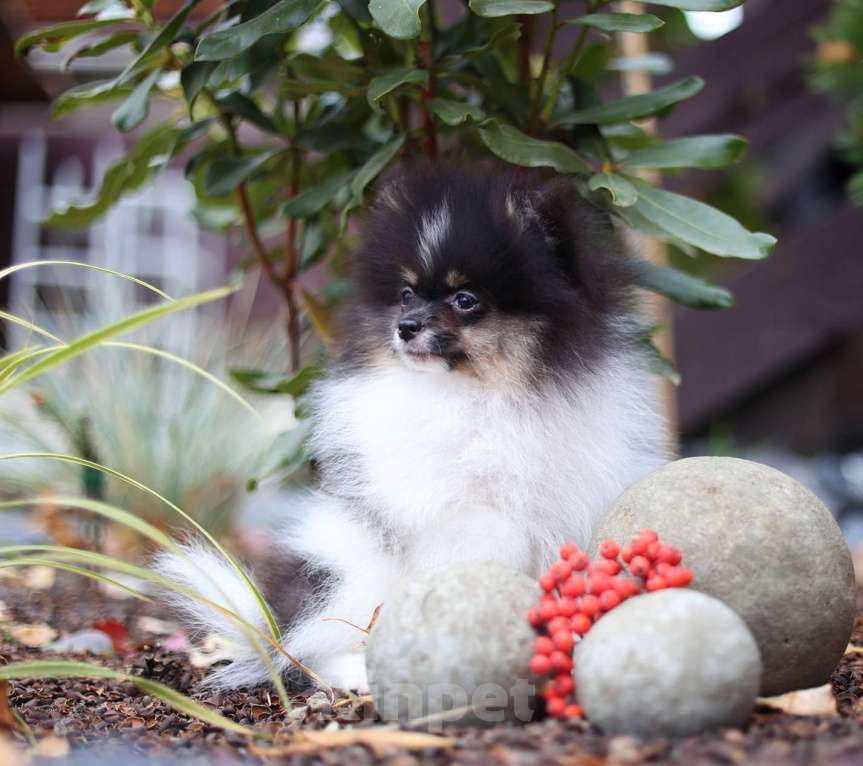 Собаки в Новосибирске: Мальчик триколор Мальчик, Бесплатно - фото 7