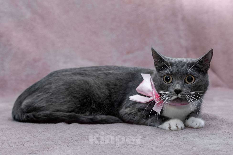 Кошки в Москве: кошка Жемчужина ищет дом Девочка, Бесплатно - фото 2