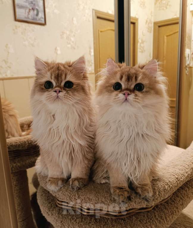 Кошки в Санкт-Петербурге: Золотые котики Мальчик, 15 000 руб. - фото 2