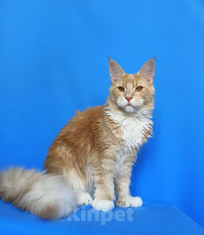 Кошки в Москве: Мейн-Кун полидакт Девочка из питомника Девочка, 40 000 руб. - фото 9