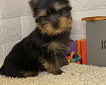 Собаки в Москве: продаётся щенок йоркширского  терьера  Мальчик, 48 000 руб. - фото 3