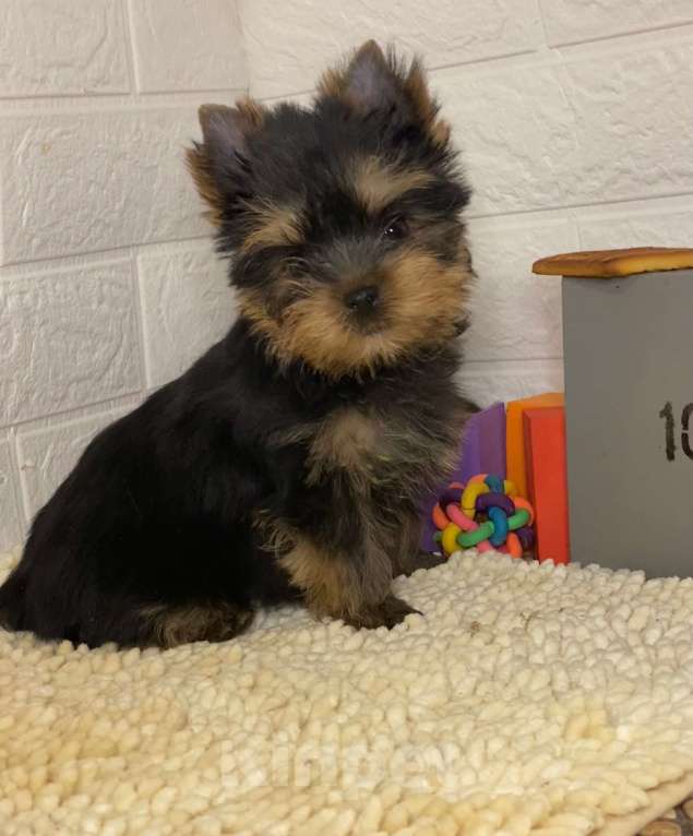 Собаки в Москве: продаётся щенок йоркширского  терьера  Мальчик, 48 000 руб. - фото 3