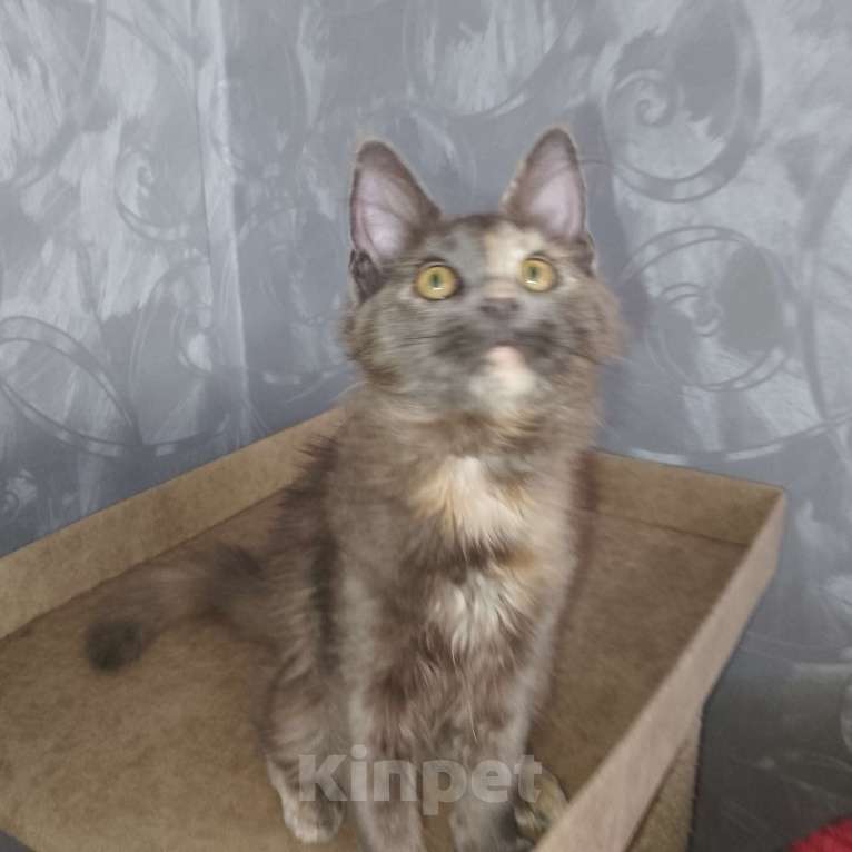 Кошки в Нижнем Новгороде: Питомник  long  Laif Девочка, 30 000 руб. - фото 2