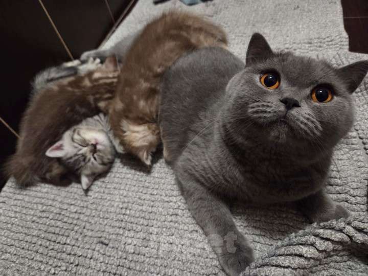 Кошки в Москве: Британские короткошёрстные котята Девочка, 47 000 руб. - фото 4