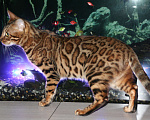 Кошки в Нижнем Новгороде: Бенгальские котята (кошечка) Девочка, 15 000 руб. - фото 1