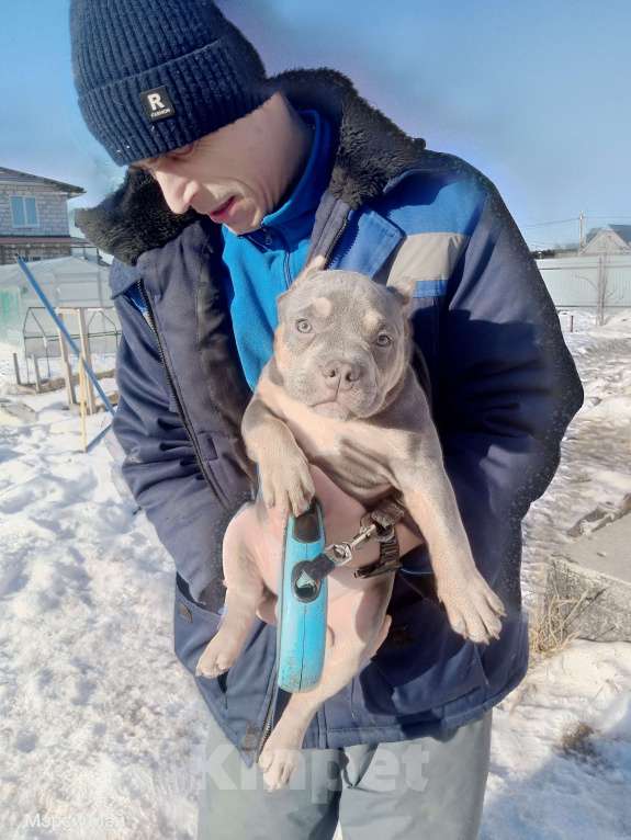 Собаки в Всеволожске: ММ ДАВИД КЬЯНТИ Мальчик, Бесплатно - фото 1