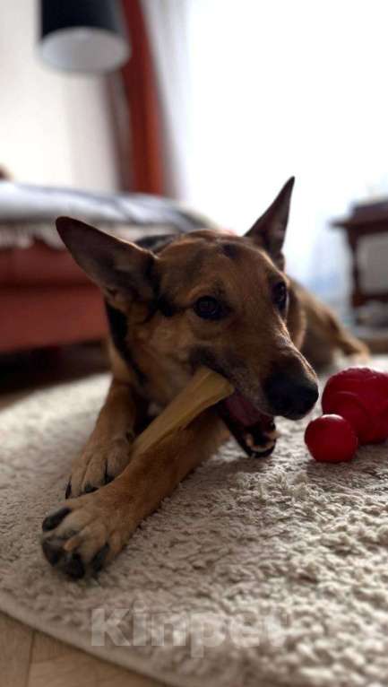 Собаки в Москве: Пес Семен ищет новый дом! Мальчик, Бесплатно - фото 5