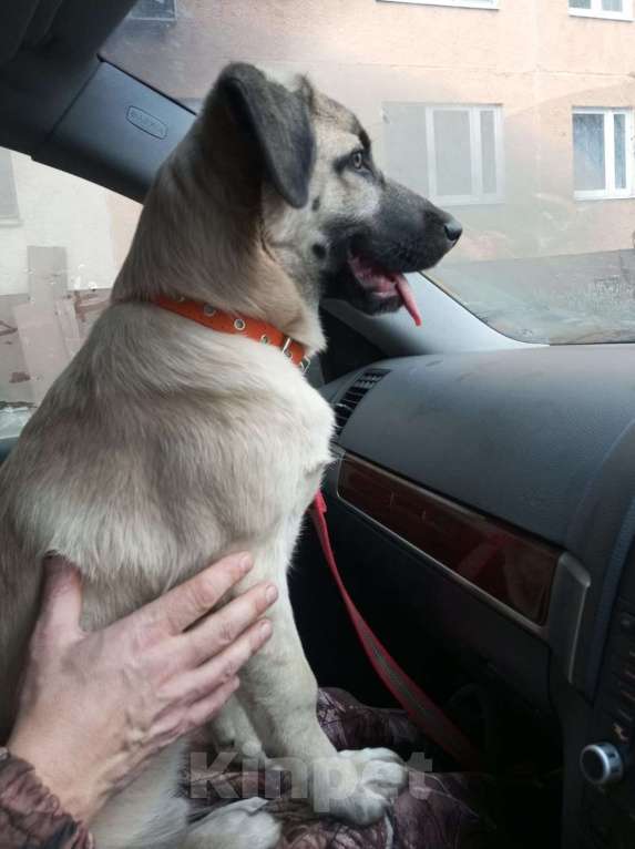 Собаки в Ногинске: Шаловливый щенок хорошему хозяину Мальчик, Бесплатно - фото 2