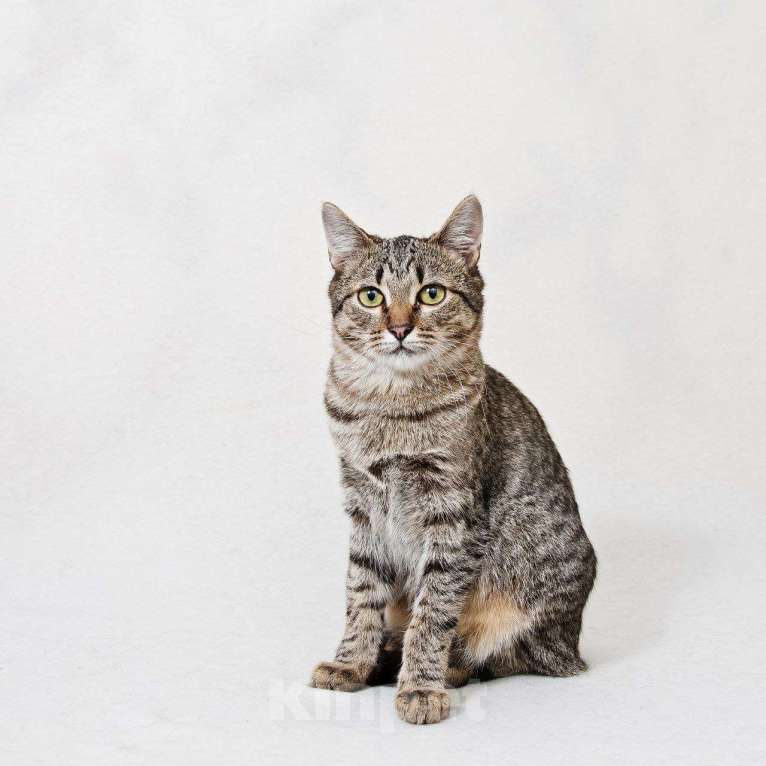 Кошки в Москве: котенок Антоновка ищет дом Девочка, Бесплатно - фото 7