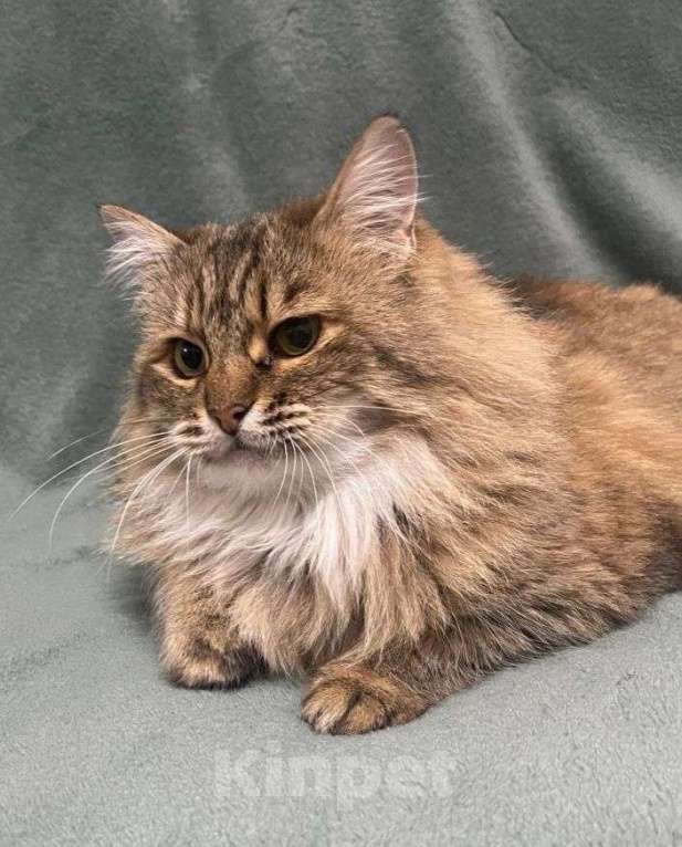 Кошки в Москве: Пушистая кошечка Черешня ищет дом и самые добрые руки! Девочка, Бесплатно - фото 3