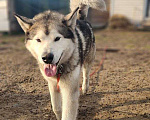 Собаки в других городах Московской области: Норд якутенок в добрые руки Мальчик, Бесплатно - фото 4