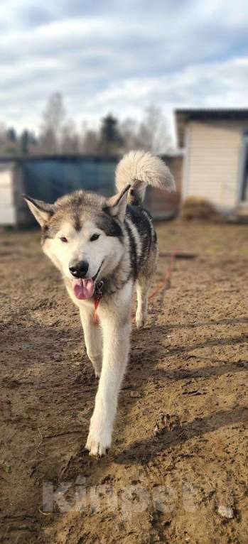 Собаки в других городах Московской области: Норд якутенок в добрые руки Мальчик, Бесплатно - фото 4