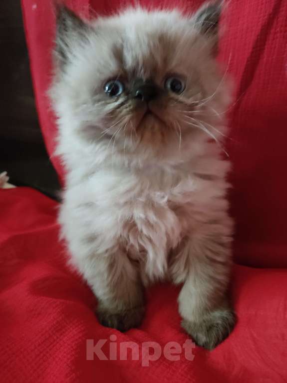 Кошки в Нижнем Новгороде: Гималайские котята.  Мальчик, 20 000 руб. - фото 3