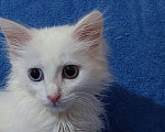 Кошки в Кургане: Манчкин с разными цветом глазами Девочка, 35 000 руб. - фото 4